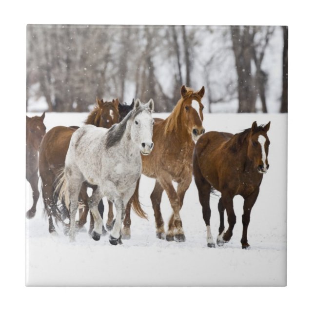 Ein landschaftlicher Winter Fliese (Vorderseite)