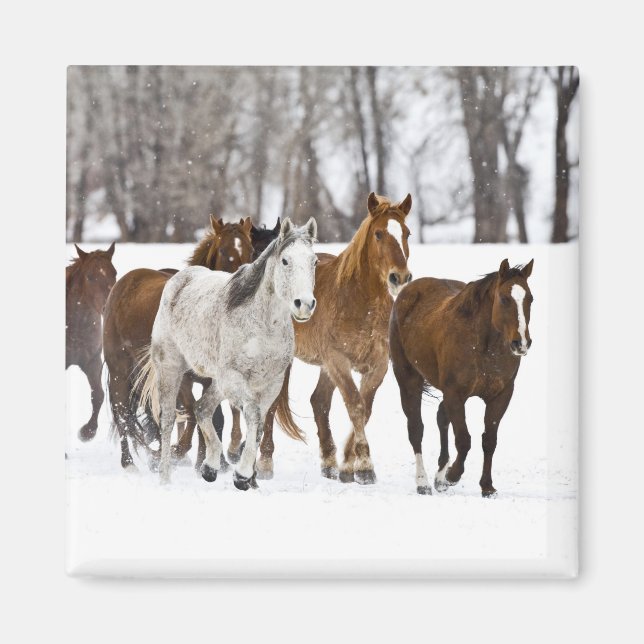 Ein landschaftlicher Winter Magnet (Vorne)