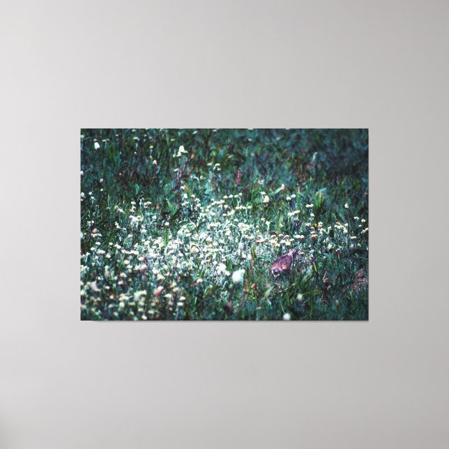 Ein Lark auf der Wiese Leinwanddruck (Vorderseite)