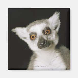 Ein Lemur. Magnet