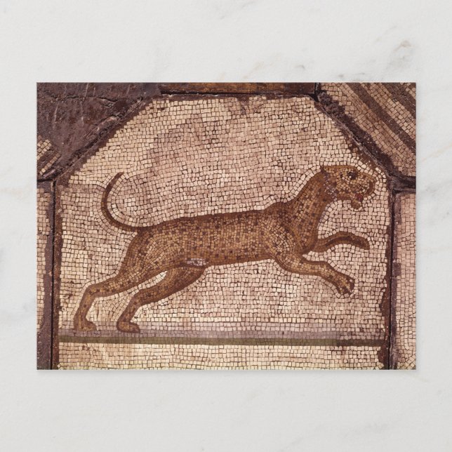 Ein Leopard Postkarte (Vorderseite)