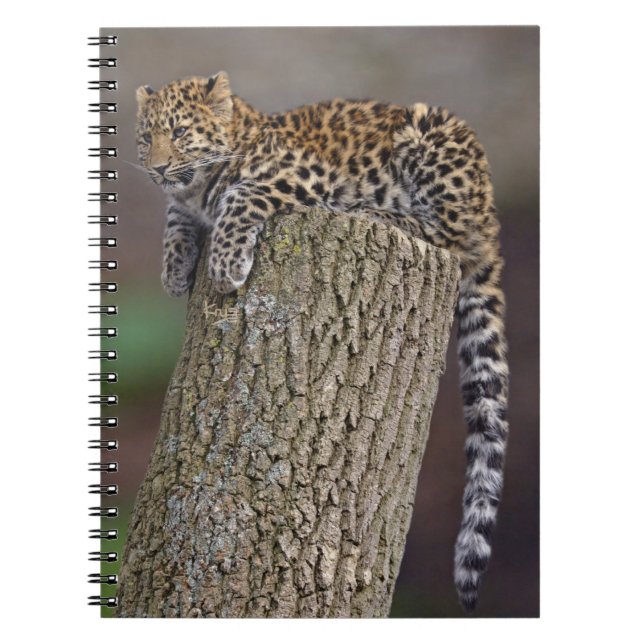 Ein Leopard-Schwanz-Notebook Notizblock (Vorderseite)