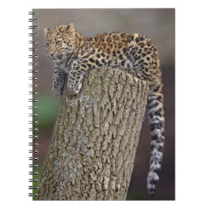 Ein Leoparden-Schwanz-Notizbuch Notizblock