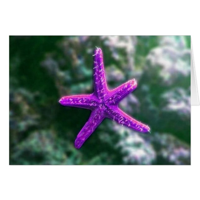 Ein Lila Starfish (Vorderseite (Horizontal))