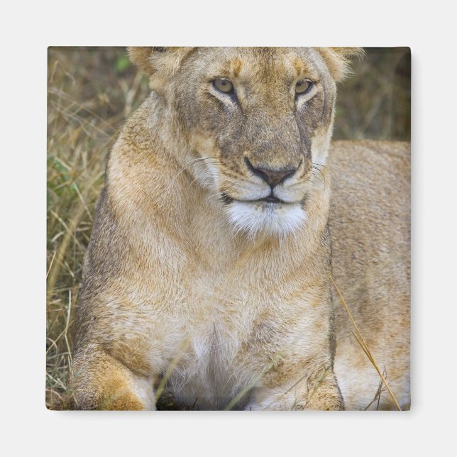 Ein Löwe, der das hohe Gras der Maasai sitzt Magnet (Vorne)
