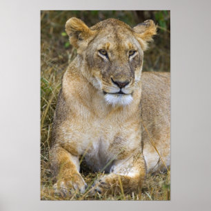 Ein Löwe sitzt im hohen Gras der Maasai Poster