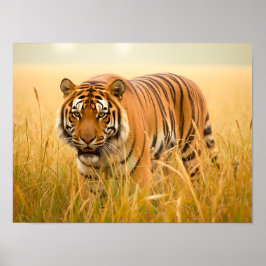Ein majestätiger Bengal-Tiger Poster