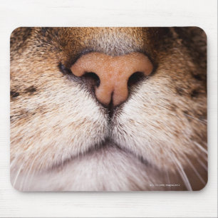 Ein Makro-Bild von Nase und Mund einer Katze. Mousepad