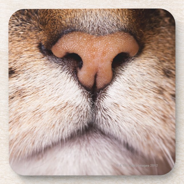 Ein Makrobild der Nase und des Munds einer Katze Untersetzer (Vorderseite)