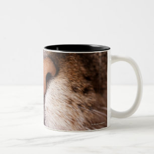 Ein Makrobild der Nase und des Munds einer Katze Zweifarbige Tasse
