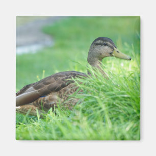 Ein Mallard Magnet