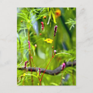 Ein Mangel an fokussierten, wilden Blume Postkarte