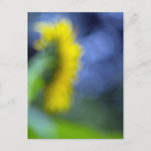 Ein Mangel an fokussierter Sonnenblume Postkarte