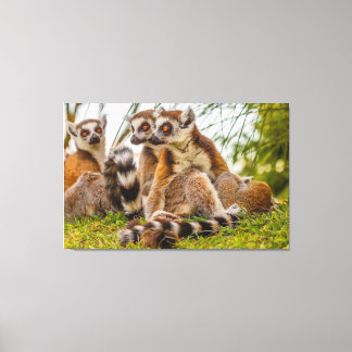 ein männlicher Lemur umarmt sein Weibchen auf gede Leinwanddruck