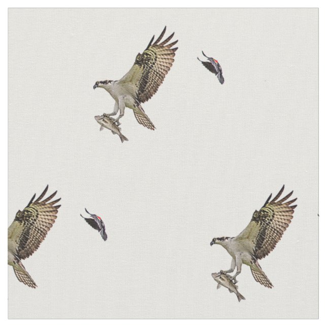 Ein männlicher Osprey, der einen Fisch trägt und Stoff (Nahaufnahme)