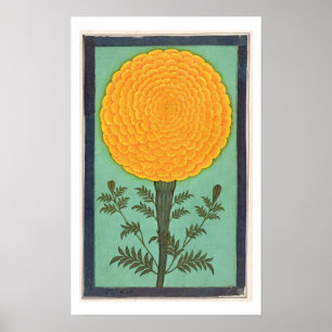 Ein Marigold aus dem kleinen Clive-Album (w/c auf  Poster