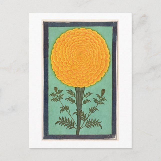 Ein Marigold aus dem kleinen Clive-Album (w/c auf  Postkarte (Vorderseite)