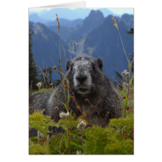 Ein Marmot im Paradies im Nationalpark Rainier
