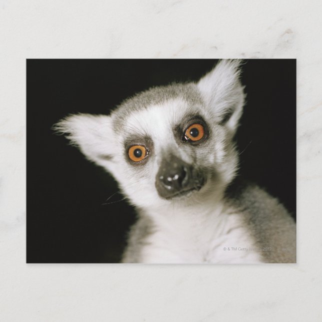 Ein Maulkorb. Postkarte (Vorderseite)