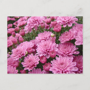 Ein Meer rosa Chrysanthemen #2 Postkarte