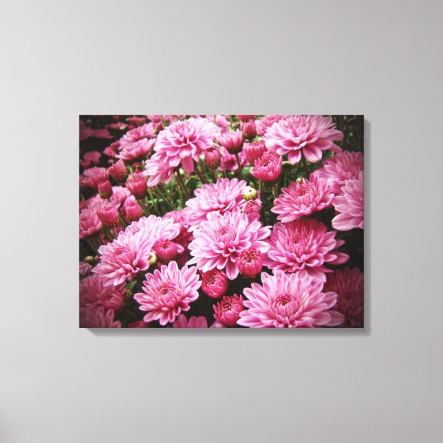 Ein Meer rosa Chrysanthemen Leinwanddruck (Vorderseite)