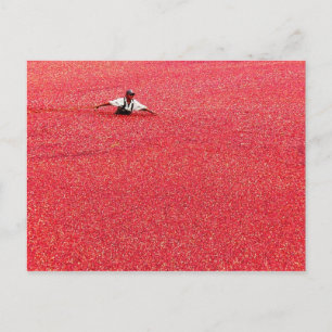 Ein Meer roter Cranberries Postkarte