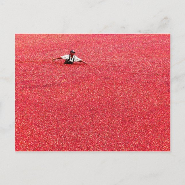 Ein Meer roter Cranberries Postkarte (Vorderseite)