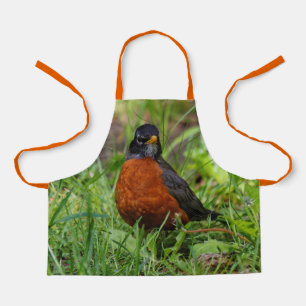 Ein merkwürdiger amerikanischer Robin im Gras Schürze