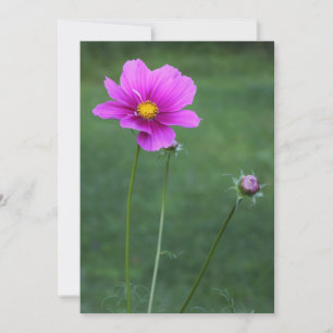 Ein mexikanisches Aster