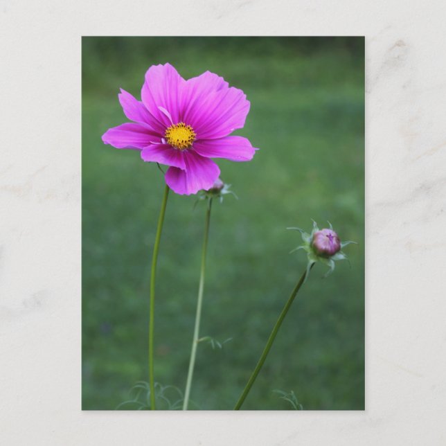 Ein mexikanisches Aster Postkarte (Vorderseite)