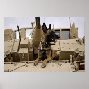 Ein militärisch arbeitender Hund sitzt auf einem M Poster