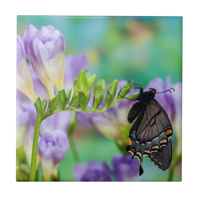 Ein Monarchfalter | Danaus Plexippus Fliese (Vorderseite)
