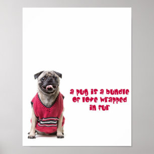 Ein Mops ist ein Bündel von Liebe, die in Pelz umm Poster