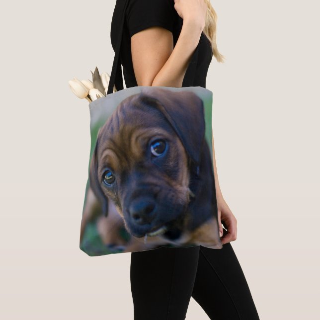 Ein Mops-Kreuz-Beagle-Welpe (Puggle) (Von Nahem)