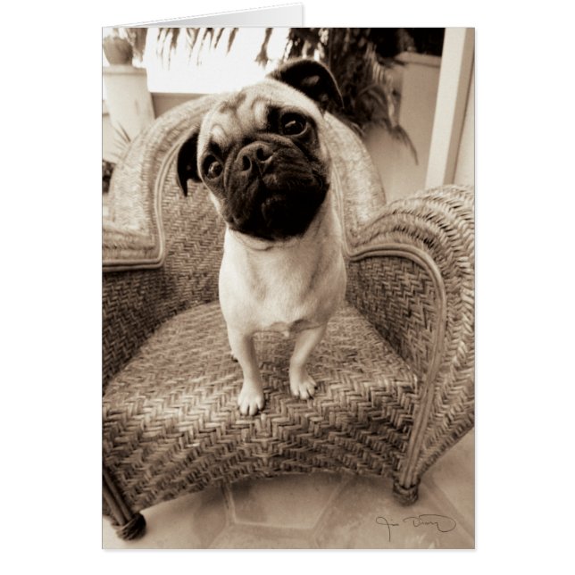 Ein Mops mit Kopf, der zur Seite getippt wurde (Vorne)