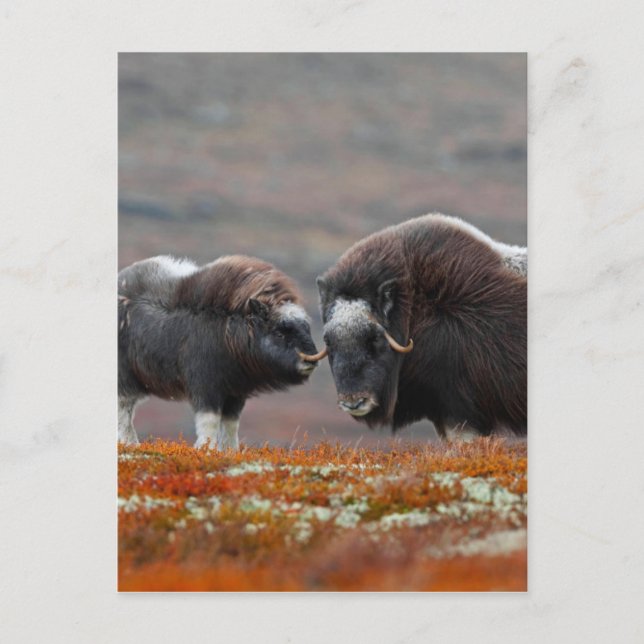Ein Moschus Ox und Kalb Postkarte (Vorderseite)