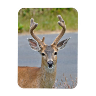 Ein Mule Deer Magnet