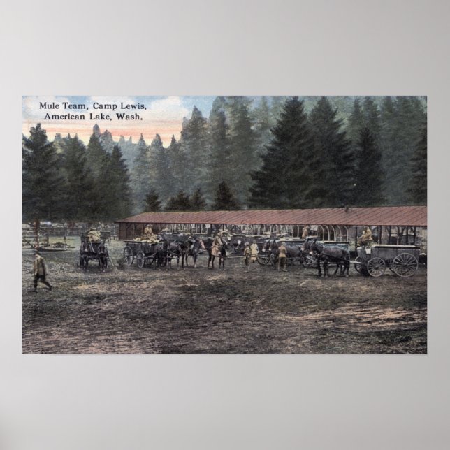 Ein Mule Team im Lager Lewis Poster (Vorne)