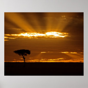 Ein Mund öffnet den Sonnenaufgang im Maasai Mara Poster