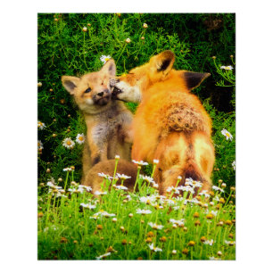 Ein mütterlicher Kuss Wildlife Natur Kunst Druck