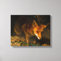 ein nächtliches Treffen mit einem Fuchs auf gestre
