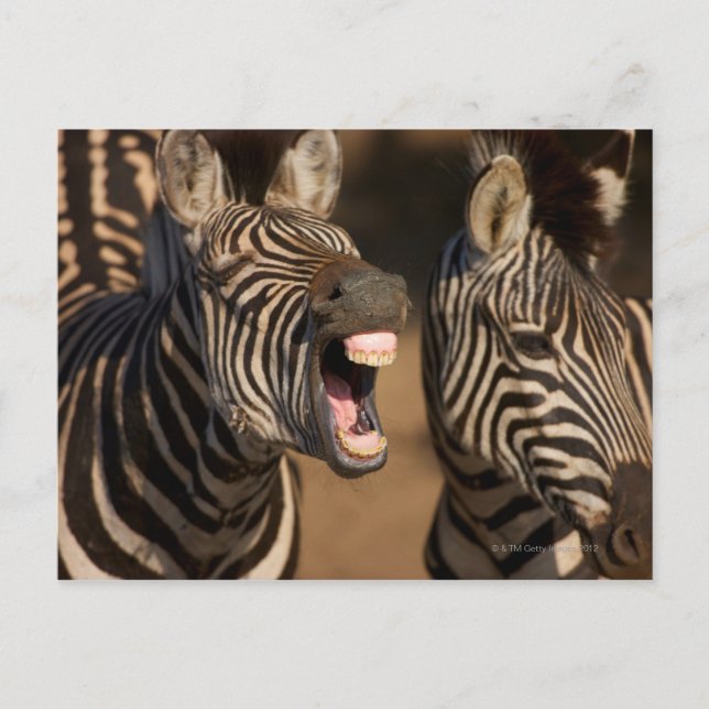 Ein naher Zebra, der seine Zähne zeigt, Postkarte (Vorderseite)