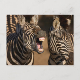 Ein naher Zebra, der seine Zähne zeigt, Postkarte