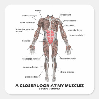 Ein Näherer Blick auf meine Muskeln (Anatomie / an Quadratischer Aufkleber