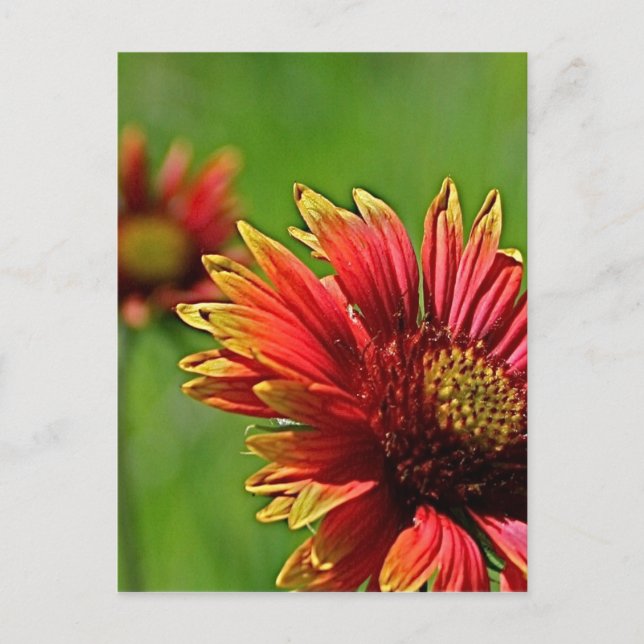 Ein Näherer Blick Postkarte (Vorderseite)