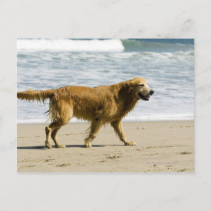 Ein nasser Hund am Strand. Postkarte
