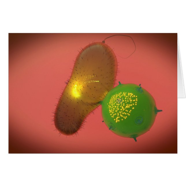 Ein natürliches Killerzellinjektionstoxin (Vorderseite (Horizontal))