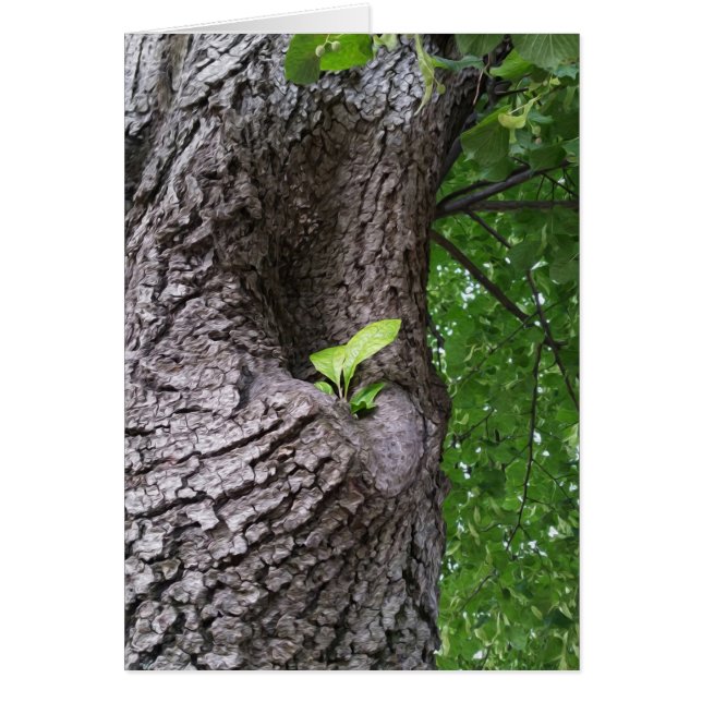 Ein neuer Zweig (Vorne)