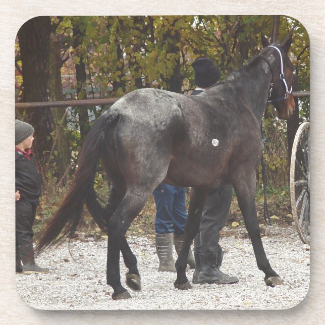Ein neues Pferd Getränkeuntersetzer (Vorderseite)