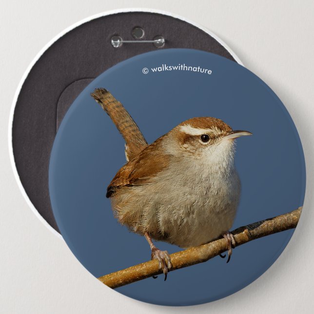 Ein neugieriger Bewick's Wren im Baum Button (Vorne & Hinten)